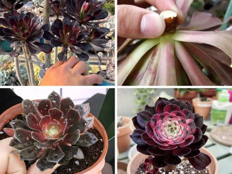 Aeonium ‘Pink Witch’ So Unique?