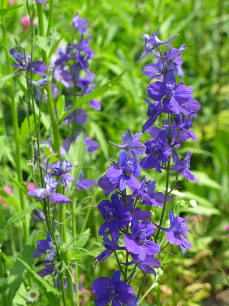 July-Birth-Flower-Tattoo