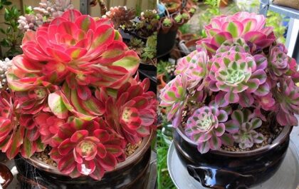 Aeonium ‘Pink Witch’ Cluster