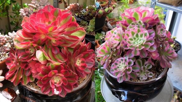 Aeonium ‘Pink Witch’ Cluster